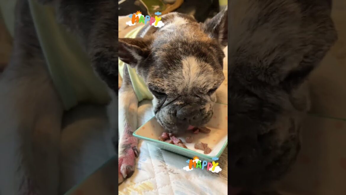 French  Bulldog  Chobo なんて贅沢なお肉タイム🥩だろう💦#15歳のわんこ #フレンチブルドッグ #犬が食べる #shorts