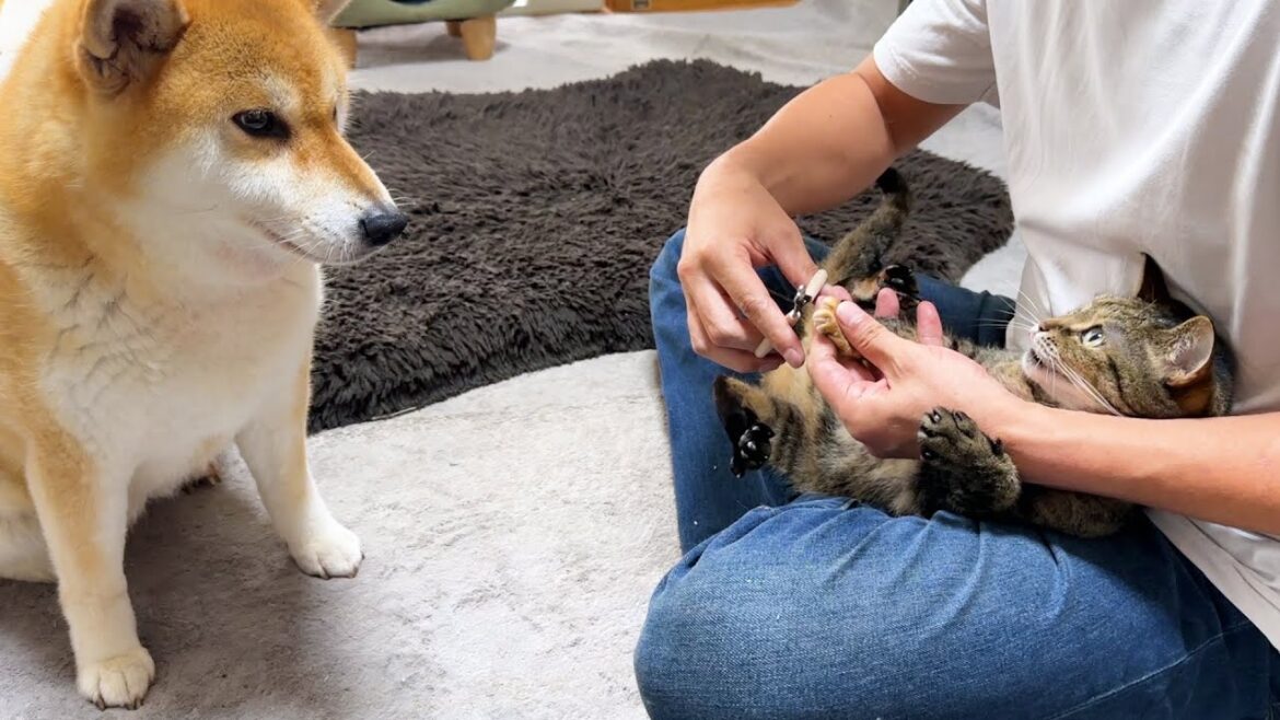 猫の爪きり中、安全確認のため現場監督をする柴犬が可愛すぎます 猫の爪きり中、安全確認のため現場監督をする柴犬が可愛すぎます
