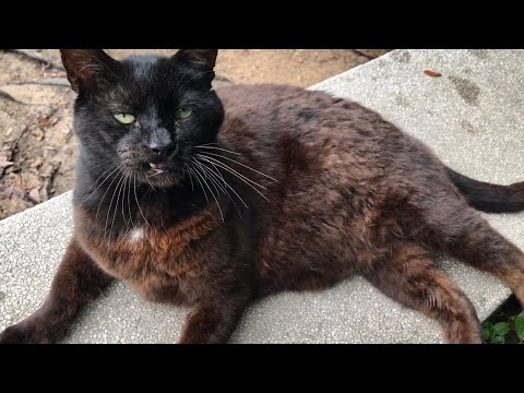 雨が止んでデカい黒猫どんちゃん解放感でのびのび 雨が止んでデカい黒猫どんちゃん解放感でのびのび