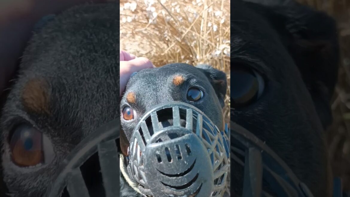 ⚡Рубик⚡ намордник ягдтерьер jagdterrier ⚡Рубик⚡ намордник ягдтерьер jagdterrier