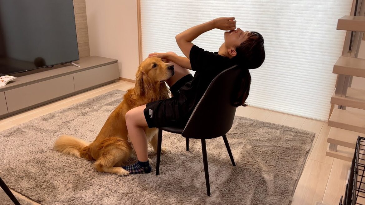 暑すぎてのんべんだらりとしてる飼い主の「おいで」の一言を健気に待つゴールデンレトリバー