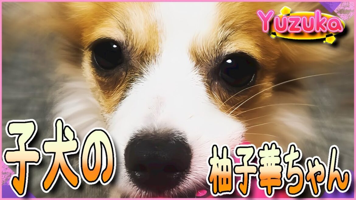 子犬だった頃の柚子華ちゃん# 29【ペット/パピヨン/柚子華】