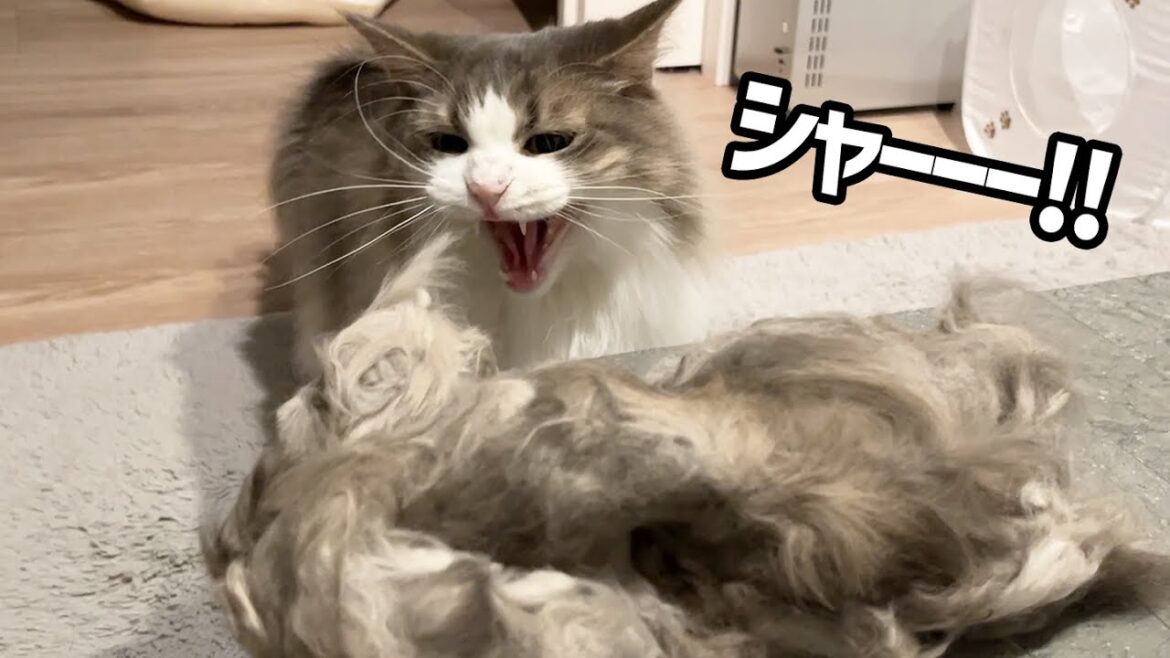 サマーカットした猫の毛に威嚇しちゃう怖がりな猫はこちらです ノルウェージャンフォレストキャット