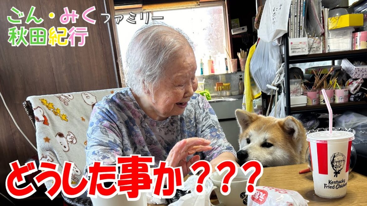 秋田犬【ごん・みく チャンネル】