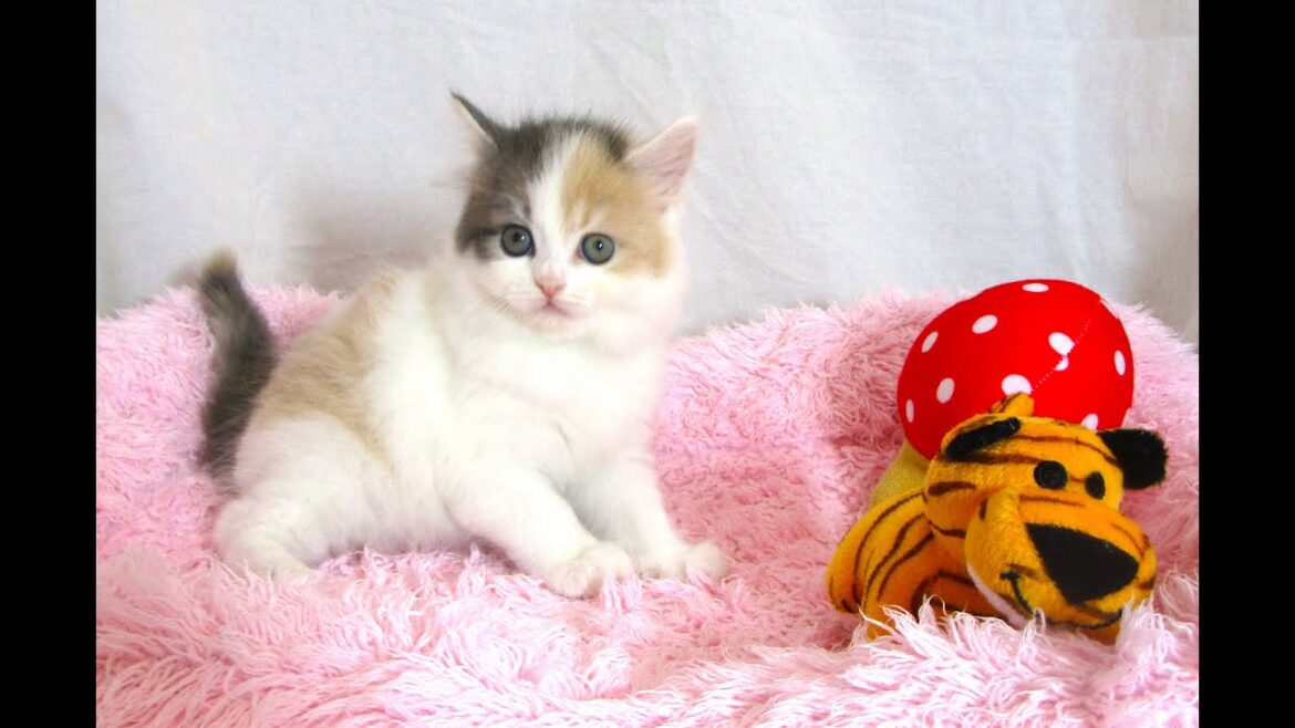 ☆中山店☆サイベリアン☆6/30お家が決まりました♪