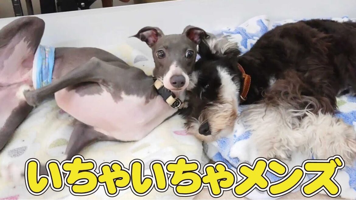 いちゃいちゃメンズ 🐶ひみつきちなう!②🐶 イタリアングレーハウンド ミニチュアシュナウザー 2022年10月3日 いちゃいちゃメンズ 🐶ひみつきちなう!②🐶 イタリアングレーハウンド ミニチュアシュナウザー 2022年10月3日