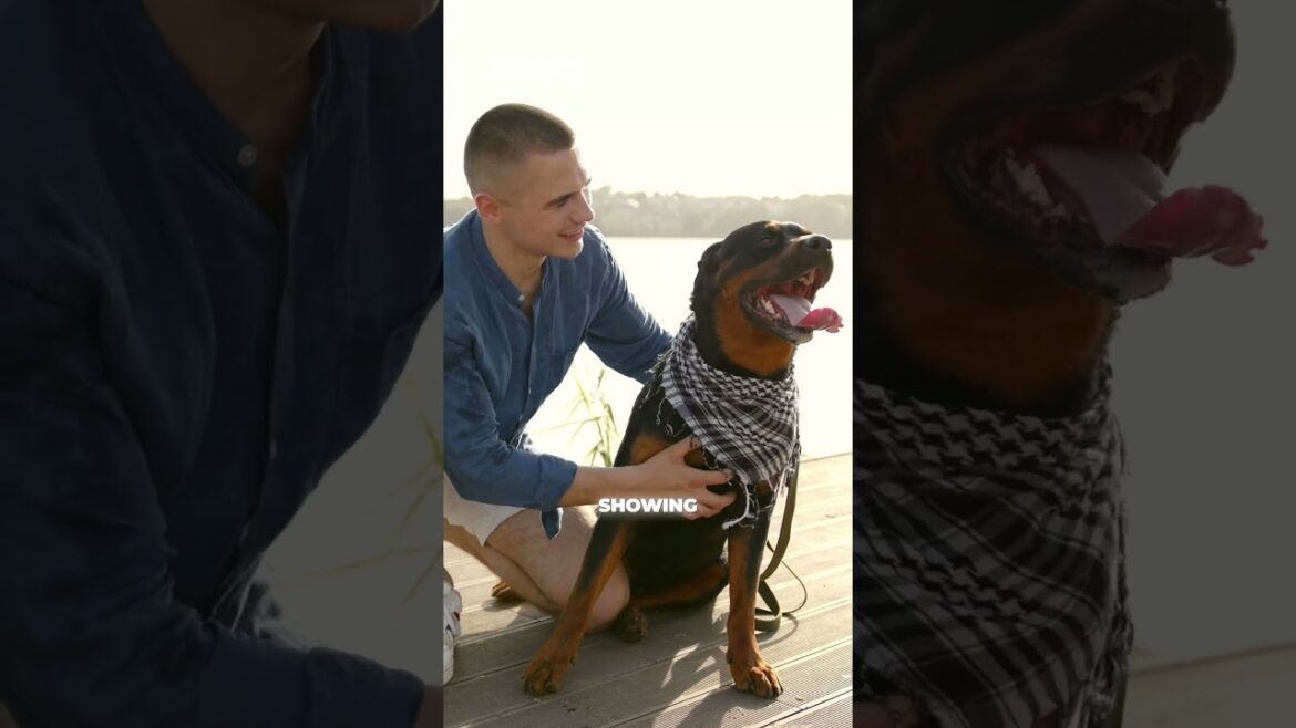 5 Mind-Blowing Reasons Rottweilers Are the Ultimate Protectors! #shorts