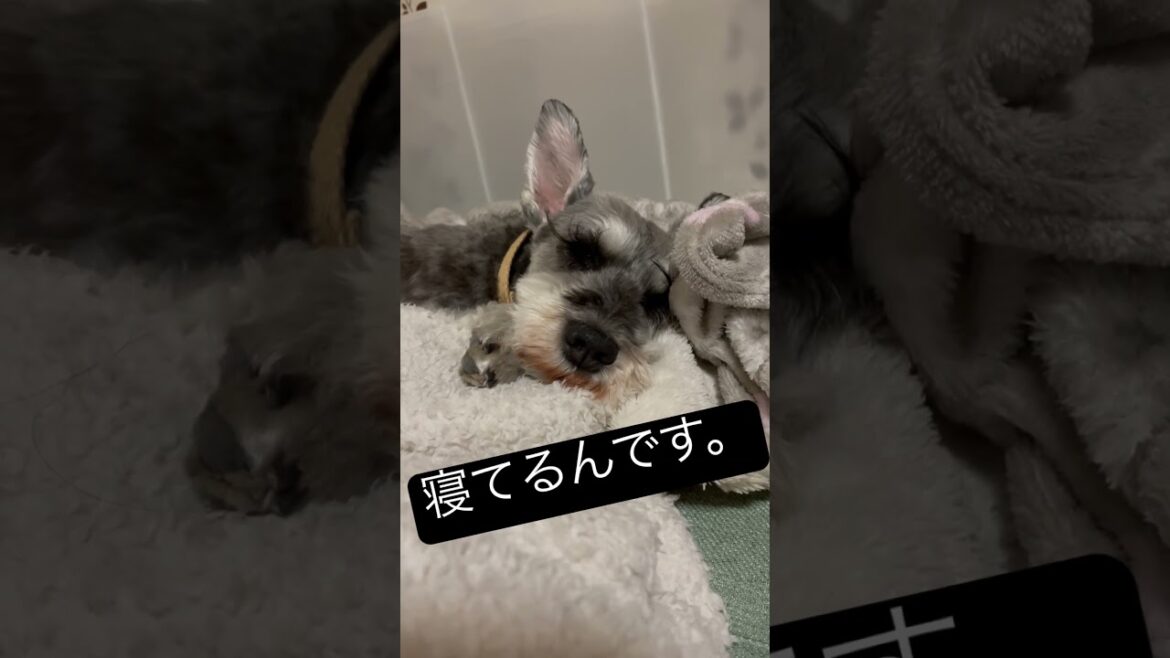 こう見えても…その2 #わんこ #ミニチュアシュナウザー #shorts