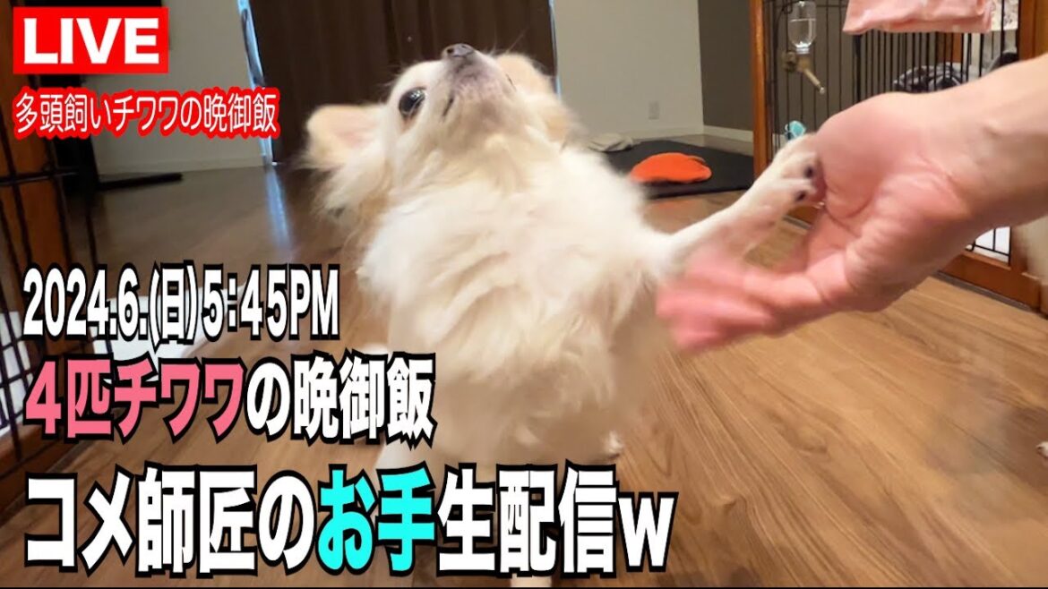 4匹チワワの晩御飯生配信！コメ師匠の生お手が見れるかも⁈