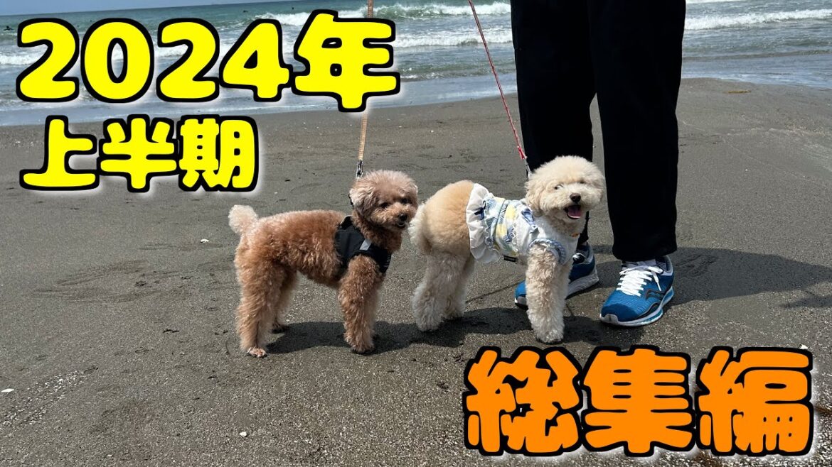 2024年上半期(1〜6月)動画総集編【トイプードル】