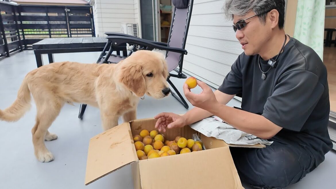 不思議そうに見つめて教わります。引き継がれる我が家の秘伝の梅干し！【Golden Retriever japan】