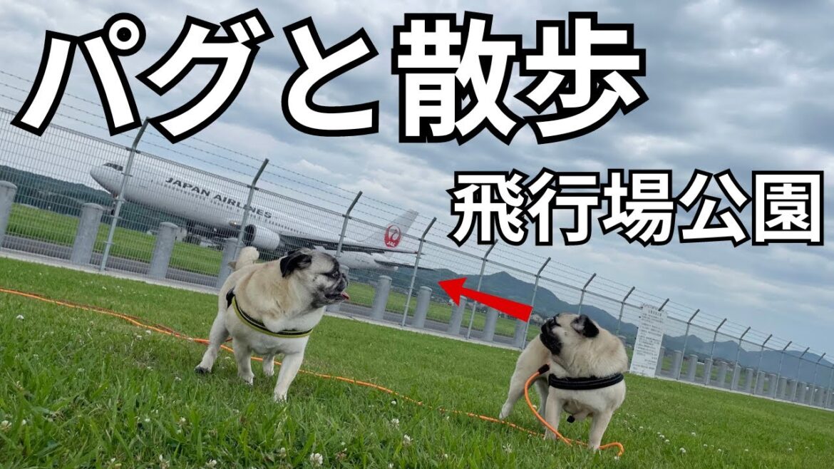 飛行場近くの公園をパグと散歩『むぎ🐶ちゃん大空へ羽ばたいていきました！てな感じ』