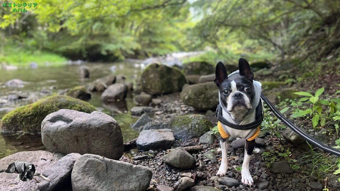 川のせせらぎを聴きながら愛犬と車中泊キャンプ 川のせせらぎを聴きながら愛犬と車中泊キャンプ