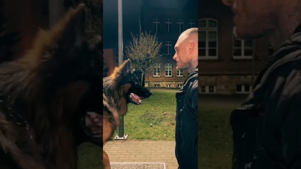 German Shepherd 🆚 Pitbull Kaun jitega?😡#shorts #viral #pitbull #americanbully #rottweiler #jarmandog