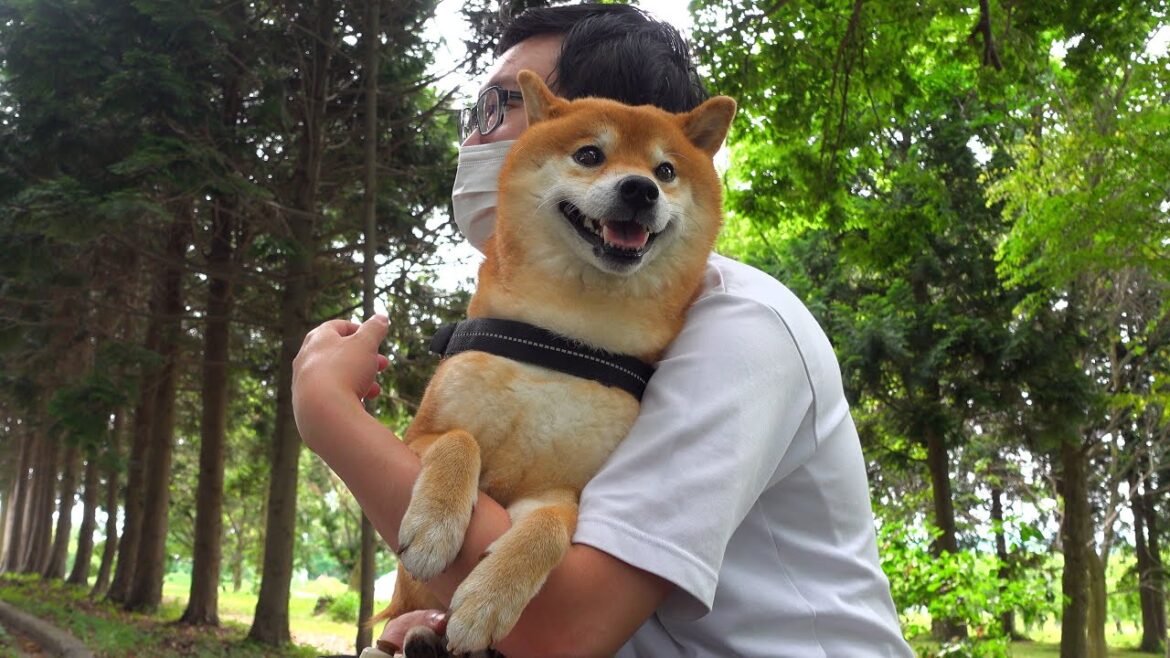 怪我をした柴犬がみんなに優しく介抱される瞬間に心温まる。