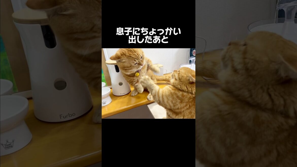 息子にちょっかい出したあと... #猫 #マンチカン #shorts