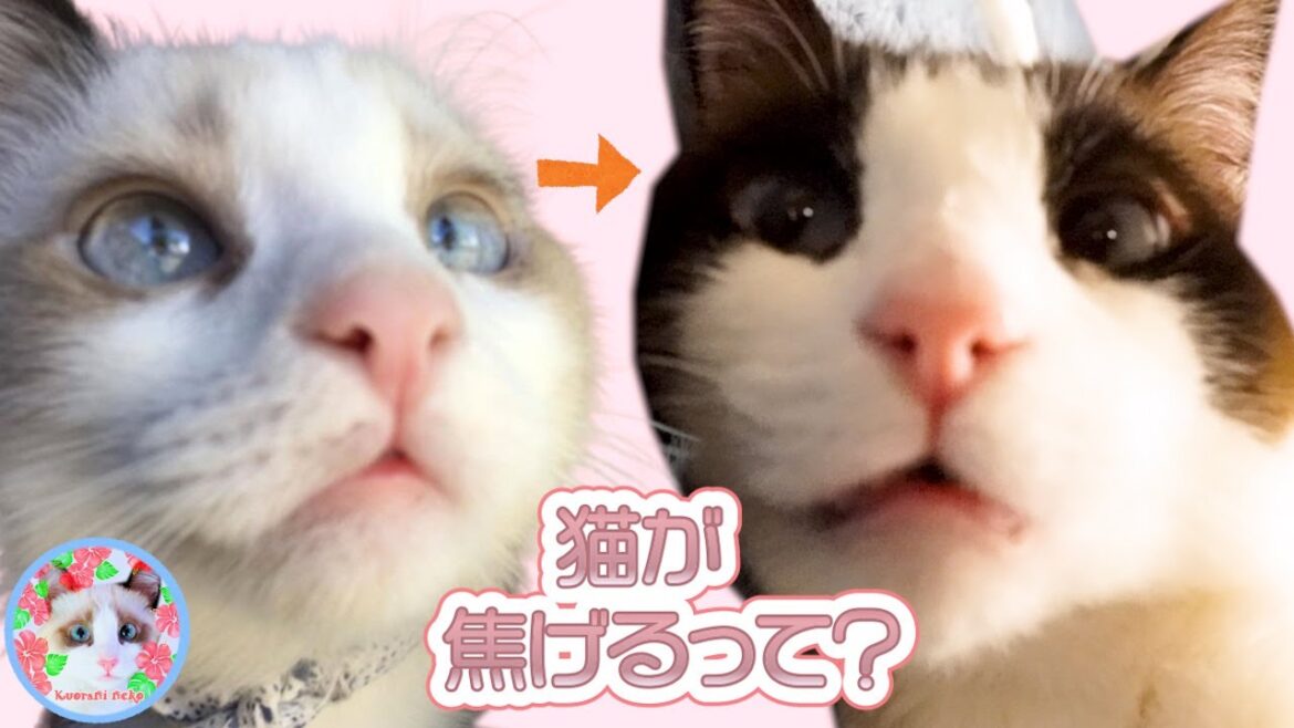 スノーシューの子猫は焦げながら成長するって知っていますか？ Snowshoe cat breed