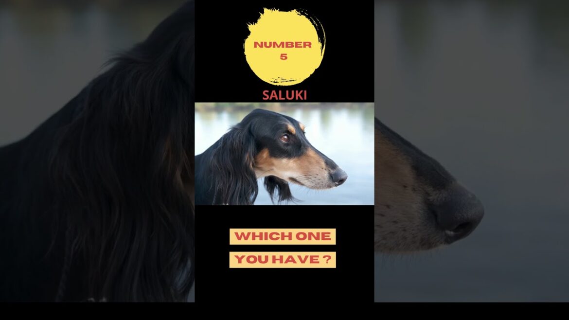 TOP 10 MOST EXPENSIVE DOGS - أغلى 10 كلاب #shorts #dogs