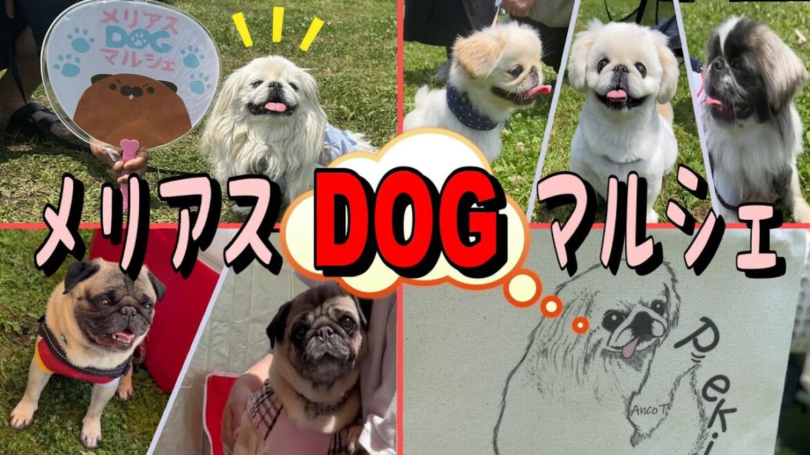 【愛犬イベント】若者のエネルギーに圧倒されたペキニーズRin 【愛犬イベント】若者のエネルギーに圧倒されたペキニーズRin