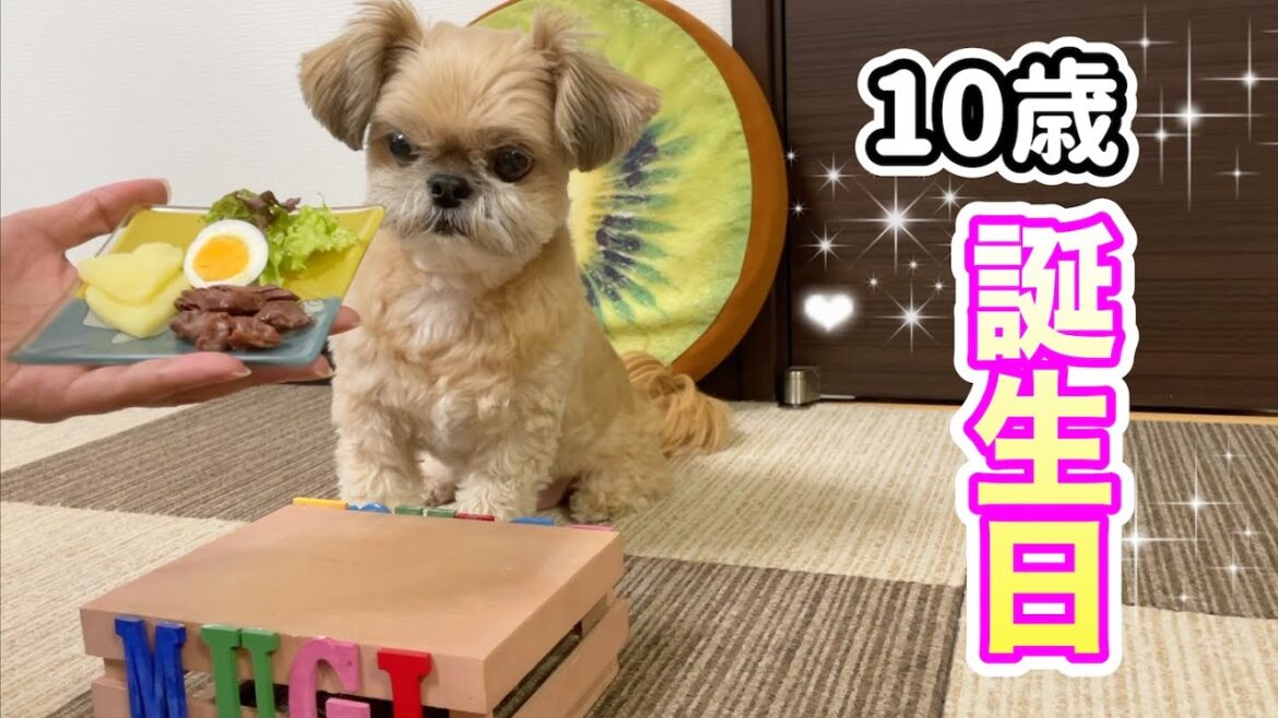 【祝10歳】豪華プレートで誕生日のお祝い チワワ×シーズー 【祝10歳】豪華プレートで誕生日のお祝い チワワ×シーズー