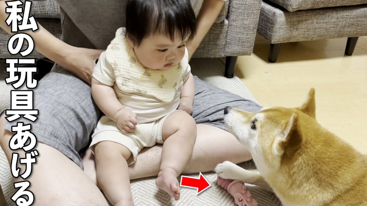 大好きなおもちゃを赤ちゃんに譲ってあげようと持ってきた柴犬