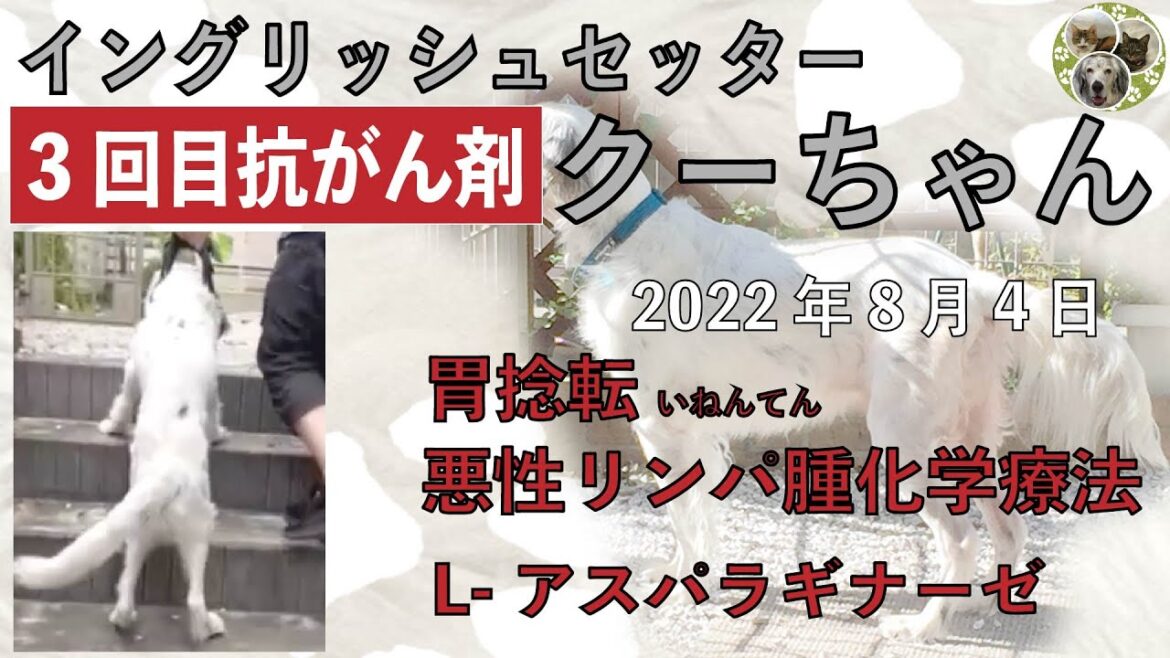 抗がん剤3回目　イングリッシュセッター　クー　「胃捻転」「悪性リンパ腫」闘病生活　階段登りが下手編