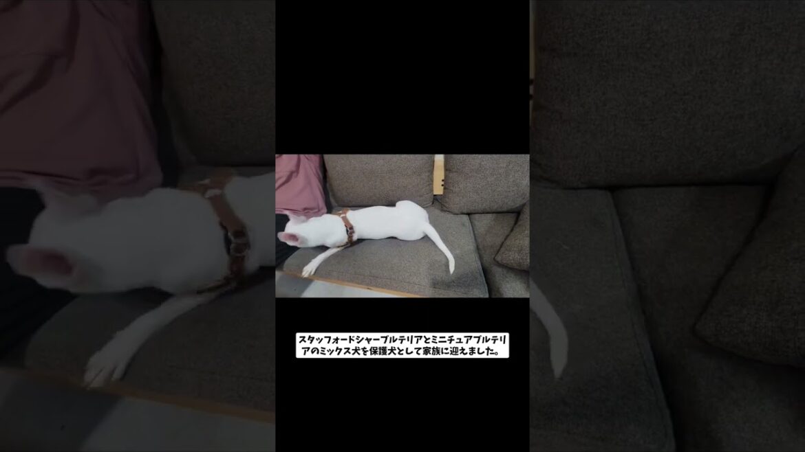 スタッフォードシャーブルテリア✕ミニチュアブルテリアの6ヶ月のパピーを保護犬として家族に迎えました。＃保護犬　
