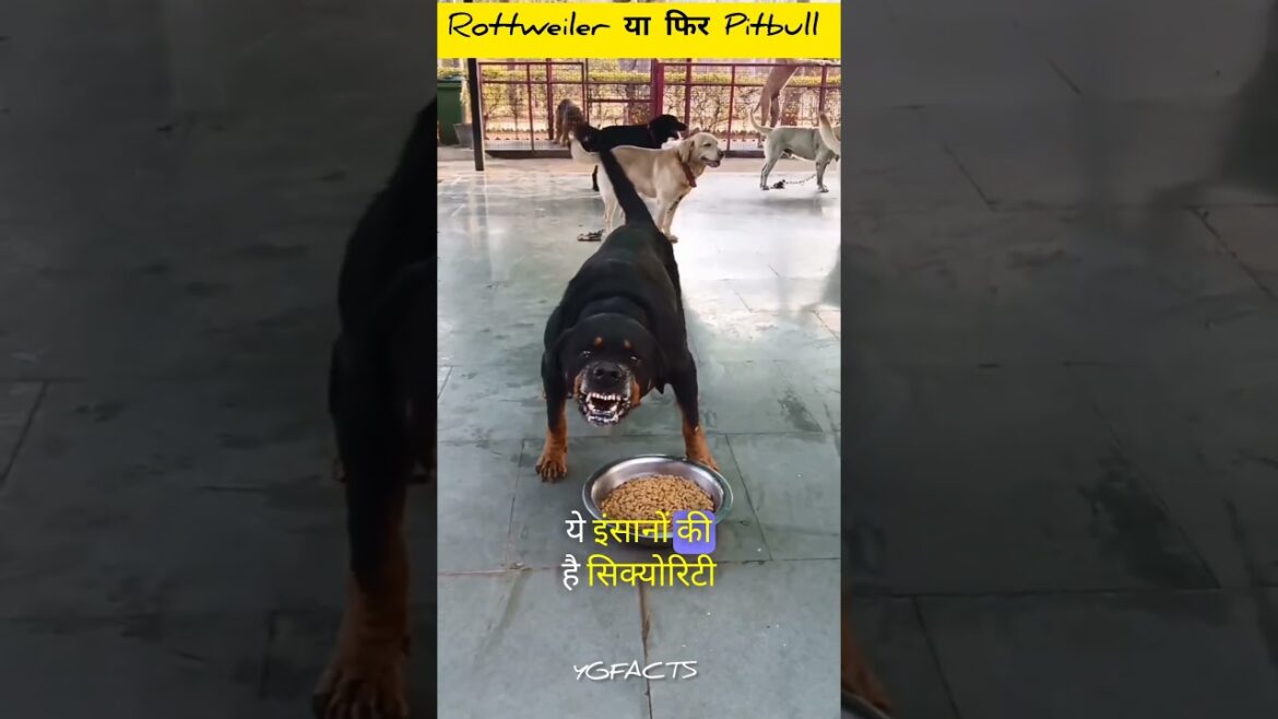 Rottweiler OR Pitbull Which Dog Is Best For You 👿|#shorts #viral #pitbull