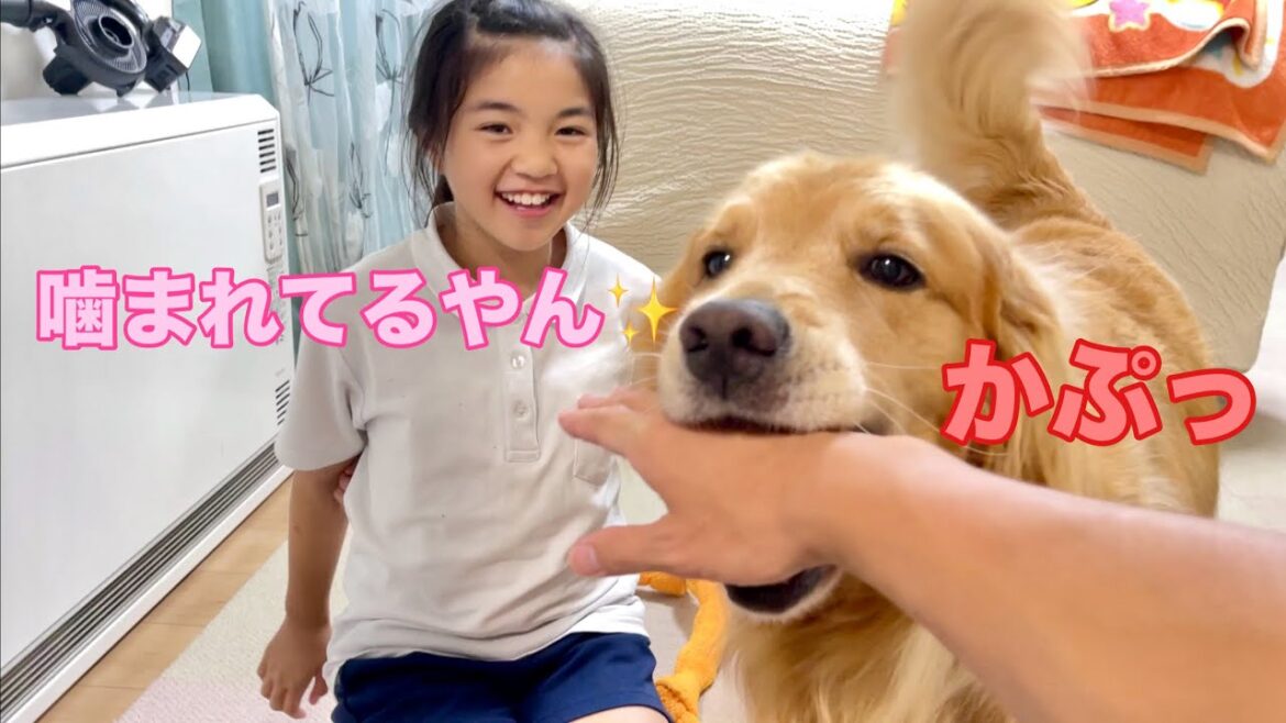 娘の手は絶対に噛まない愛犬と噛まれたパパで大喜びする無慈悲な娘【ゴールデンレトリバーとミニチュアダックスフンド】 娘の手は絶対に噛まない愛犬と噛まれたパパで大喜びする無慈悲な娘【ゴールデンレトリバーとミニチュアダックスフンド】