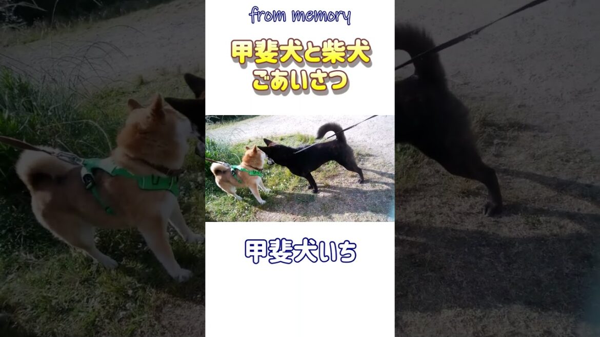 甲斐犬と柴犬のあいさつ #shorts 甲斐犬と柴犬のあいさつ #shorts