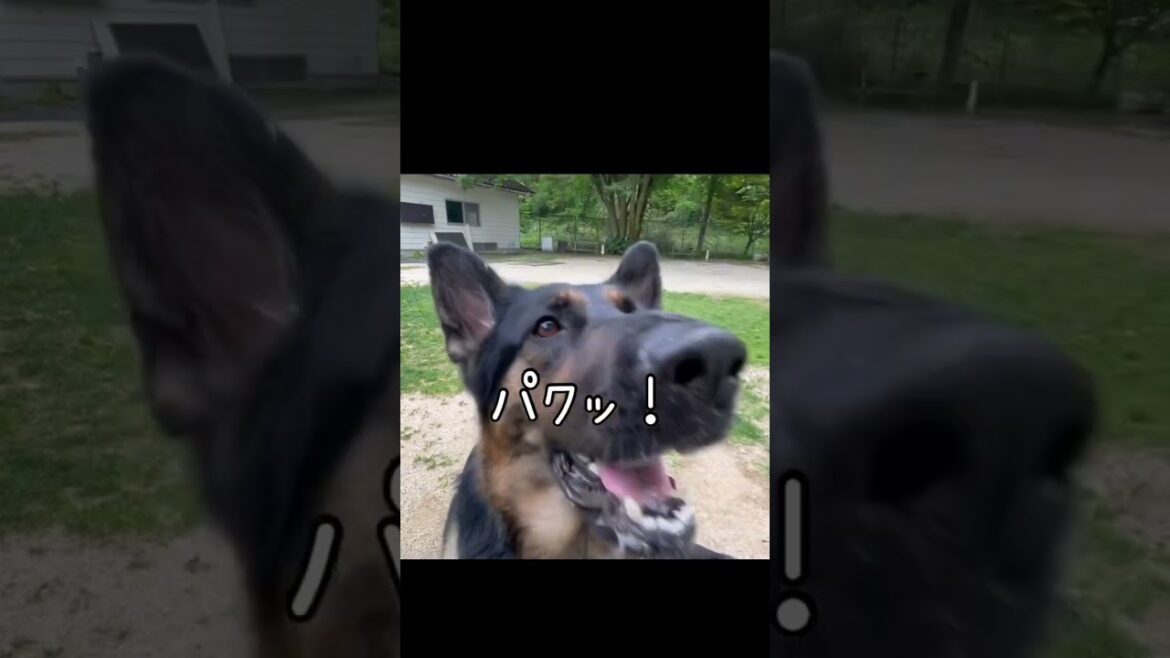 【癒し系シェパード】 シロツメクサを食べる？#ジャーマンシェパード #シェパード #犬のいる暮らし #germanshepherd #shorts