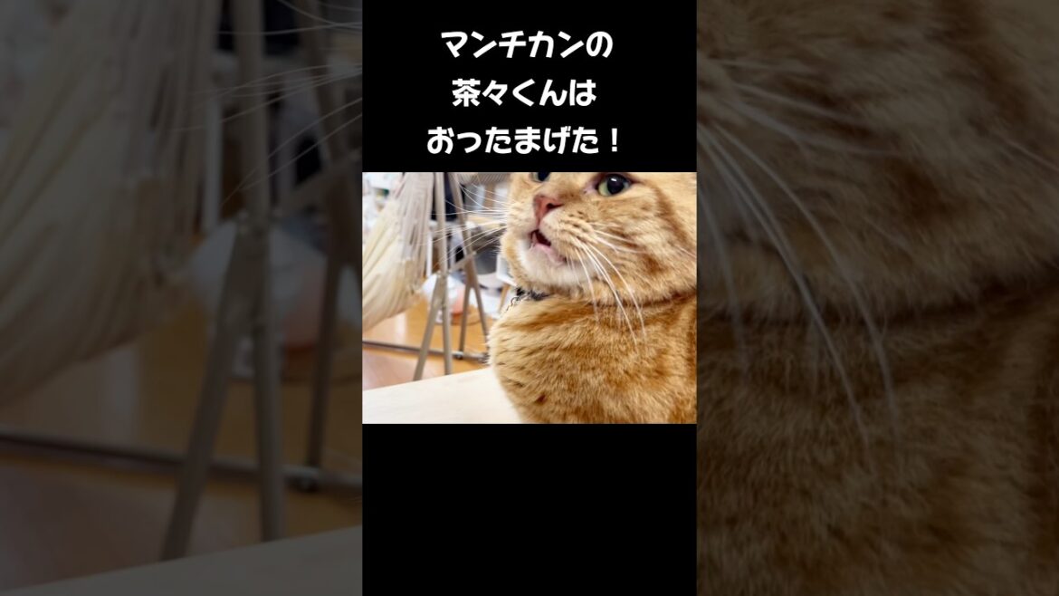マンチカンの茶々くんはおったまげた！ #猫 #マンチカン #shorts