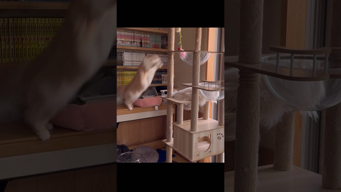 身体能力が高いサイベリアン　#猫　#shorts