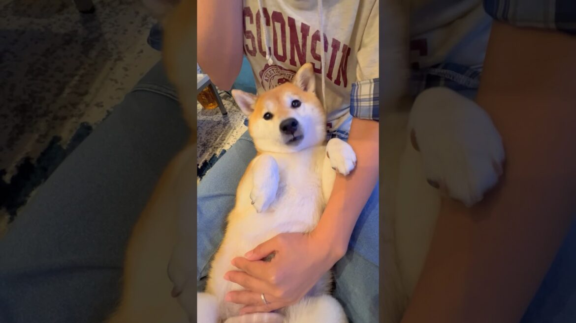 ポンさんお疲れ様😌✨#柴犬 #shiba #shorts