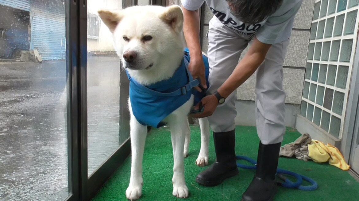 【秋田犬ゆうき】大雨でも休めないお散歩は二人で仲良くびしょ濡れになって帰って来ます【akita dog】