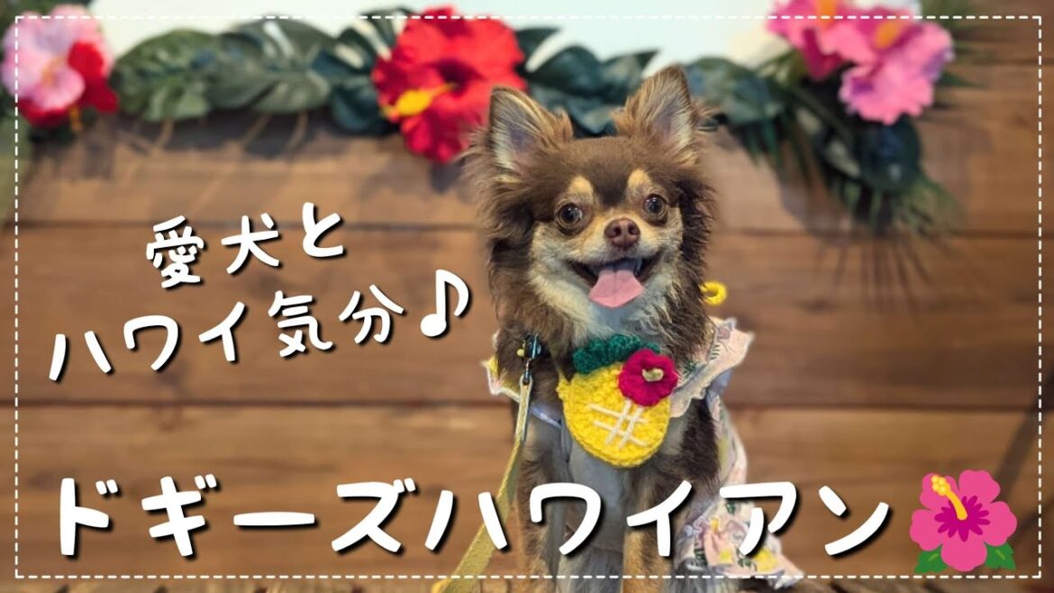 【チワワの休日】愛犬とハワイ気分を味わえるドギーズハワイアンに行ってみた！＆ドッグランで悲劇が起きました...【チワワ】【チョコタン】