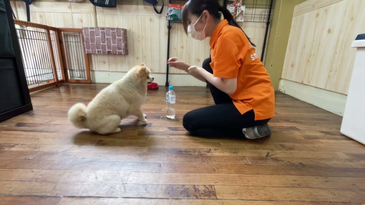 ポメラニアンの”茶太郎くん”と”パンチ”に挑戦！