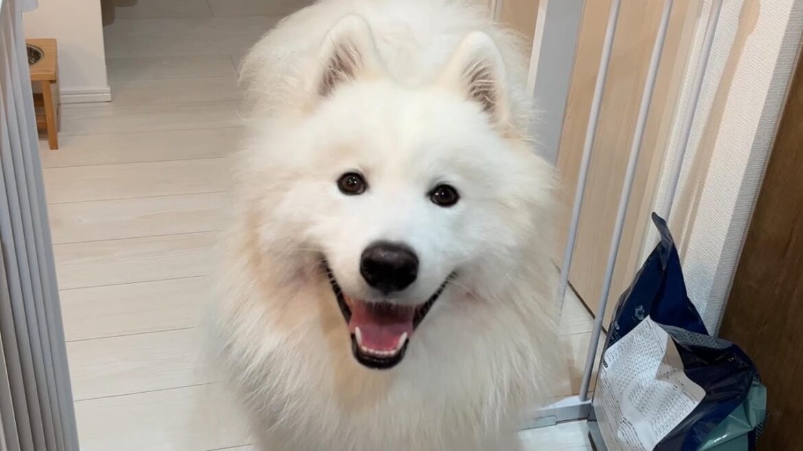ご飯を変えたらニコニコおかわり要求が止まらないサモエドさん