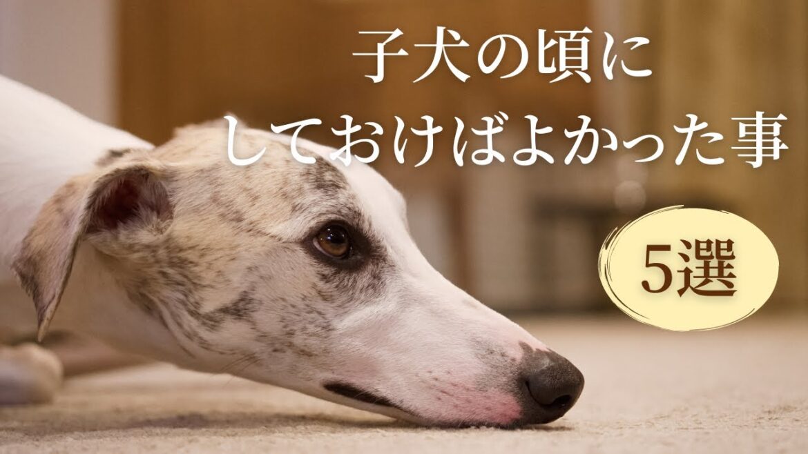 子犬の頃にしておけばよかった事【５選】　#163