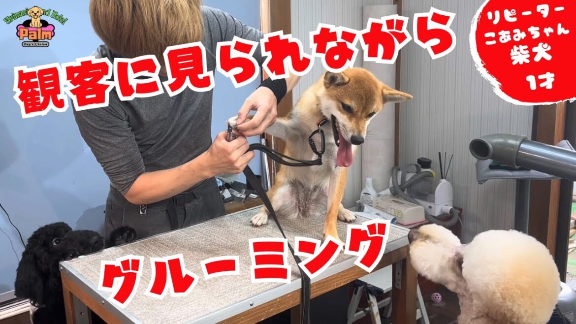 みんなに人気の柴犬「こあみちゃん」７回目のグルーミング！！