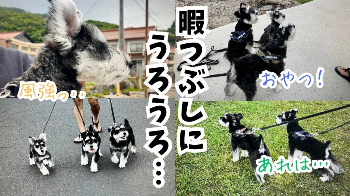 【愛犬とお出かけ？】暇つぶしにノープランで出た結果・・・
