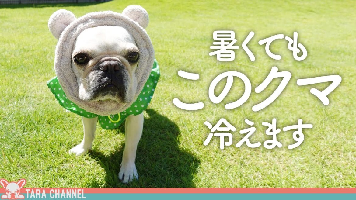 暑くない！？夏でもクマさんスヌードで過ごせるフレブル