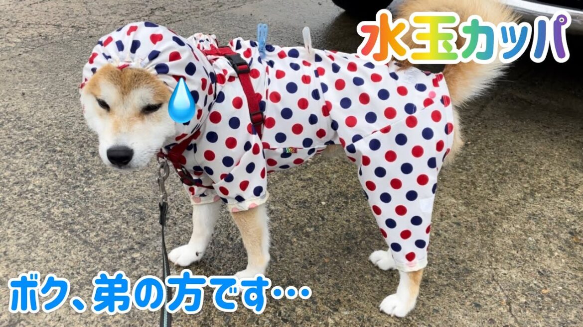 柴犬巨体弟に水玉カッパを着せたら兄柴犬より似合ってしまいました(笑)