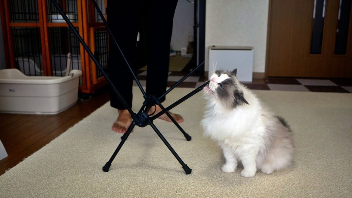 キャンプ用の椅子を組み立てていたら、猫に食べられました😂 キャンプ用の椅子を組み立てていたら、猫に食べられました😂