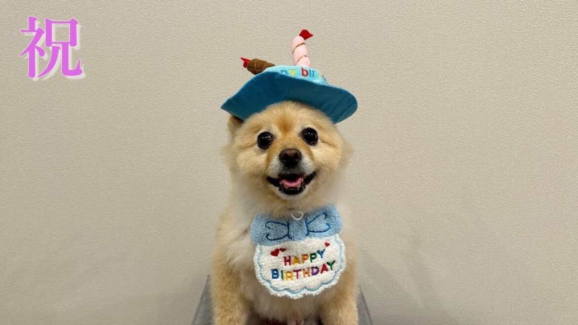 【誕生日配信】ポメくん9歳の誕生日おめでとう！