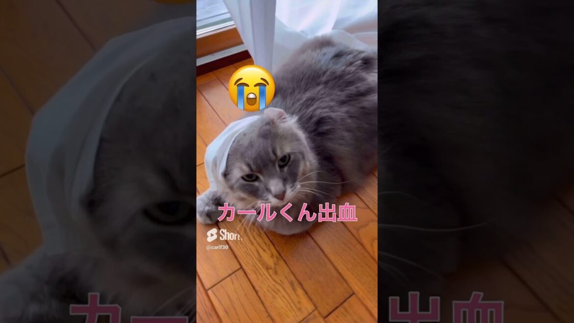 猫動画 #shorts 出血🩸