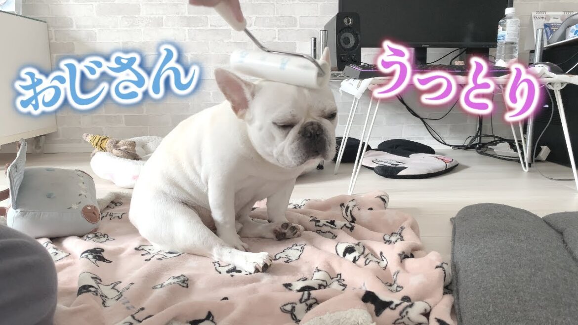 コロコロマッサージでうっとりなおじさんが今日も可愛い【フレンチブルドッグ frenchbulldog】