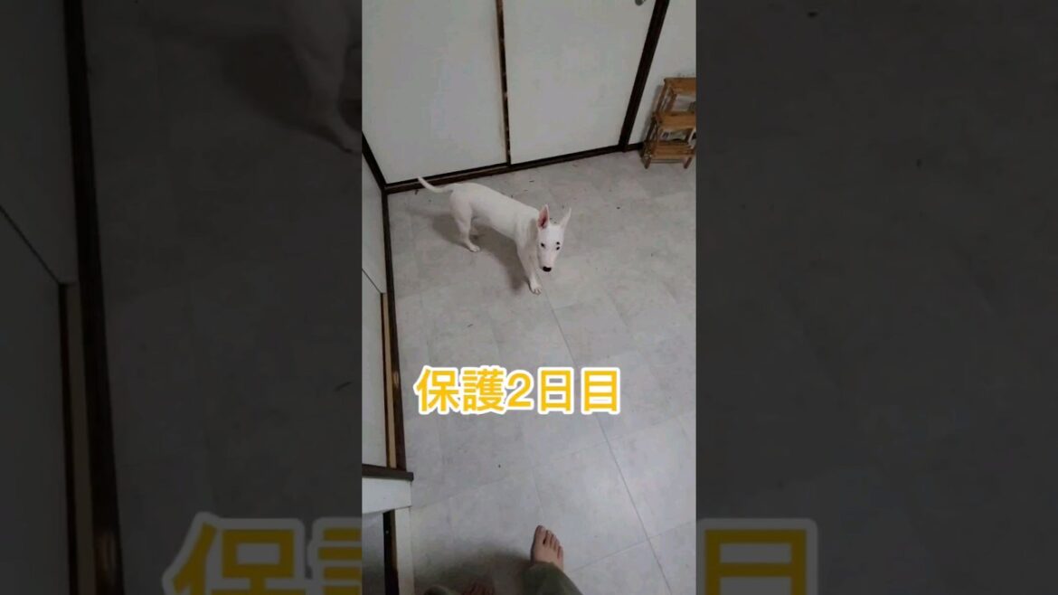 ガリガリしてるぅ～😭＃ミニチュアブルテリア　＃子犬　＃保護犬