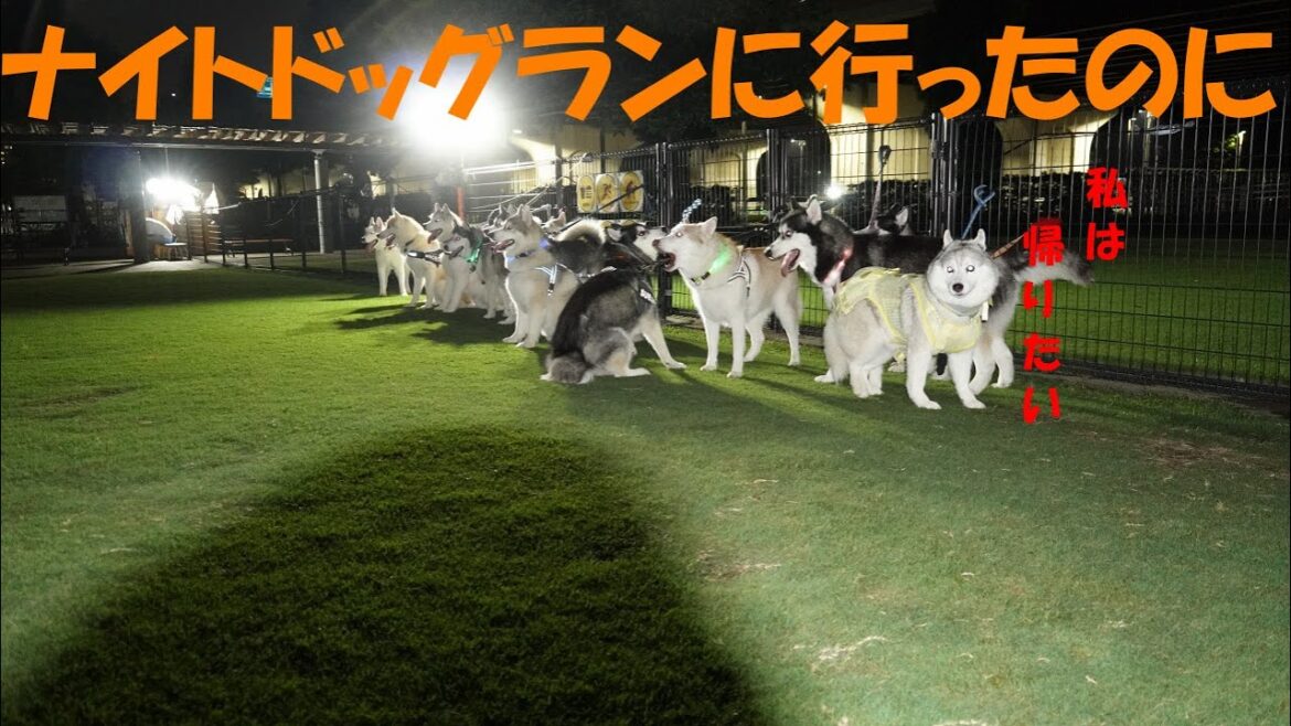 遊ぶどころじゃないさくら　【シベリアンハスキー　新横浜公園ドッグラン】