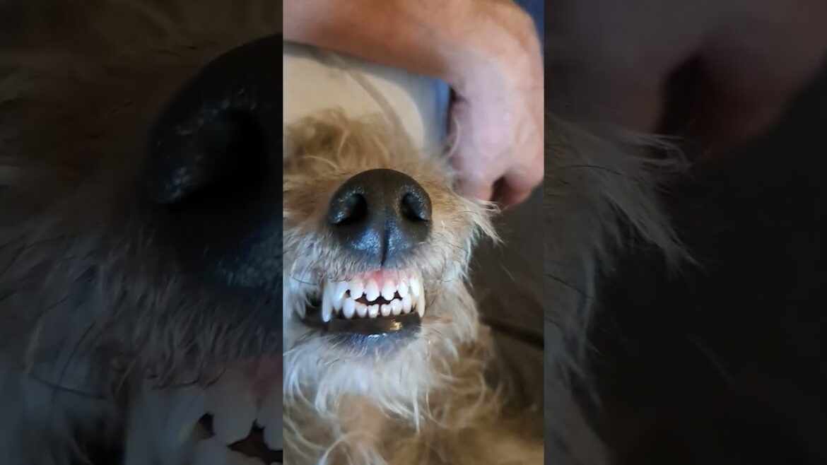 The perfect teeth of a Bedlington Whippet #doglover